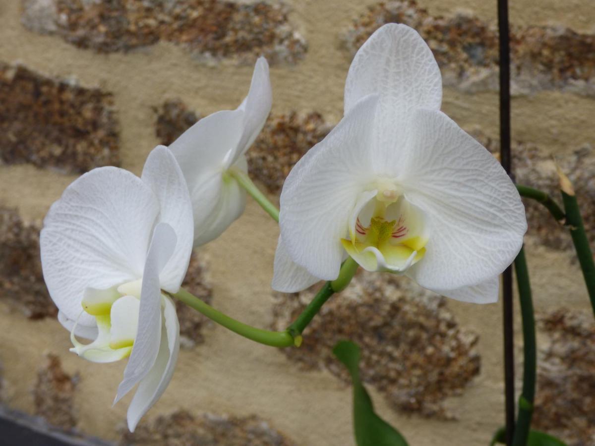 Chambres " Orchidees " Saint-Denis-de-Gastines Zewnętrze zdjęcie